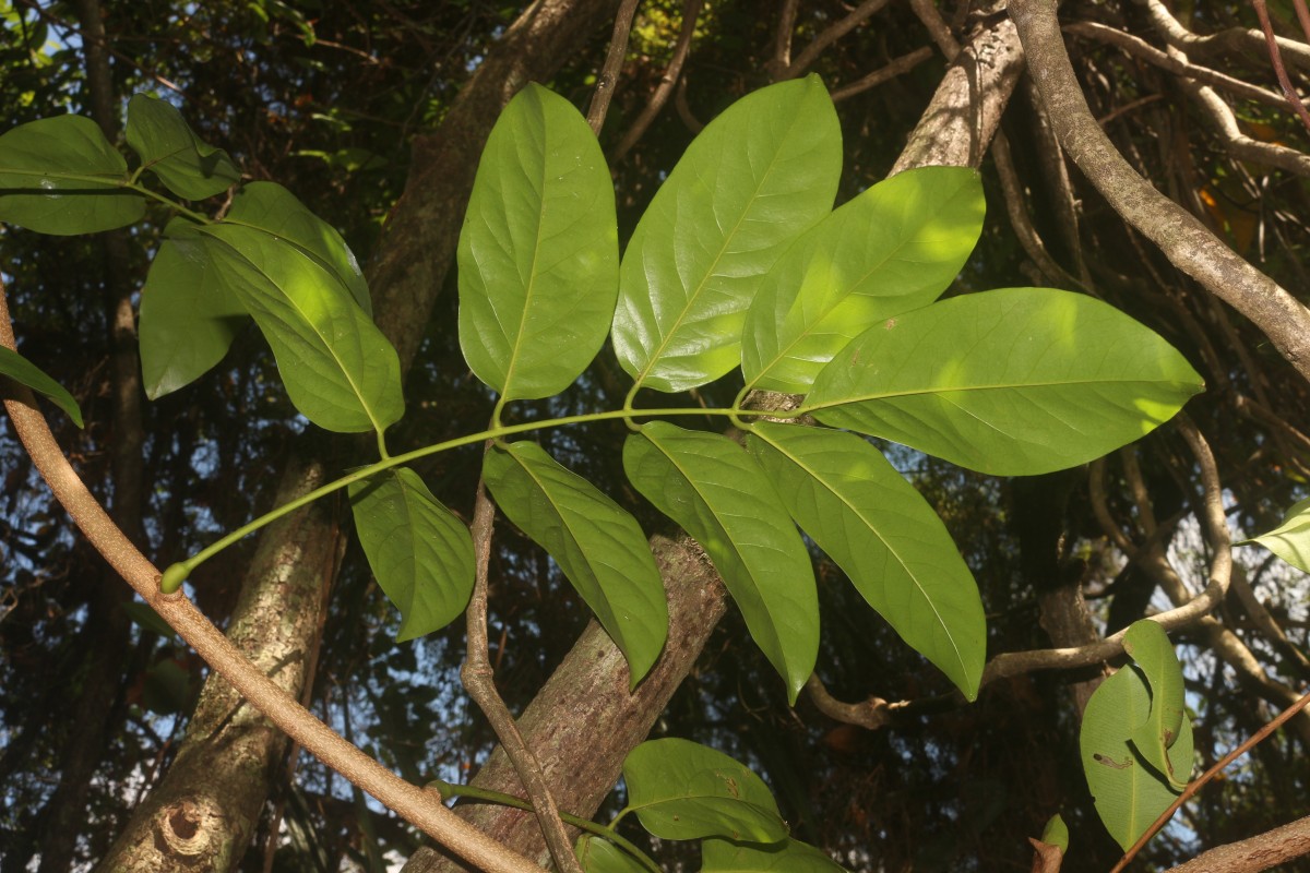 Aganope heptaphylla (L.) Polhill